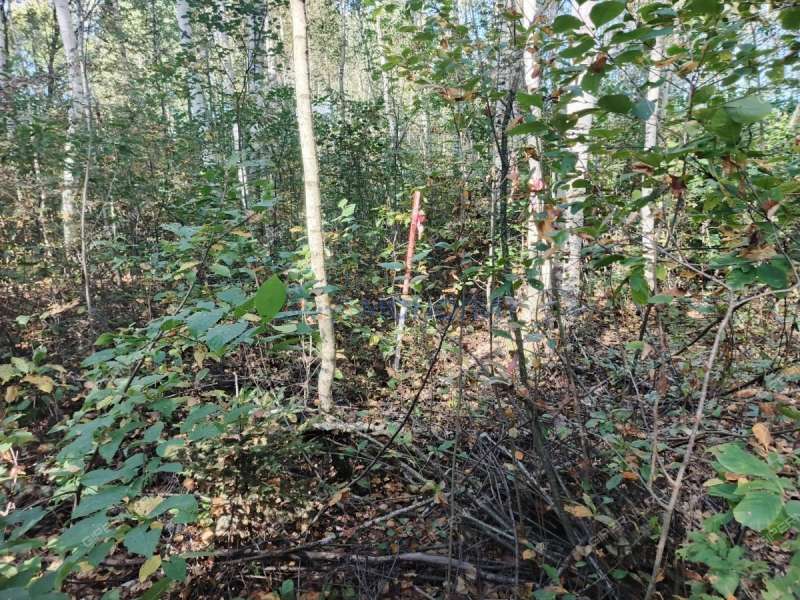 земельный участок 7,81 сотки Центральная улица посёлок Ситники