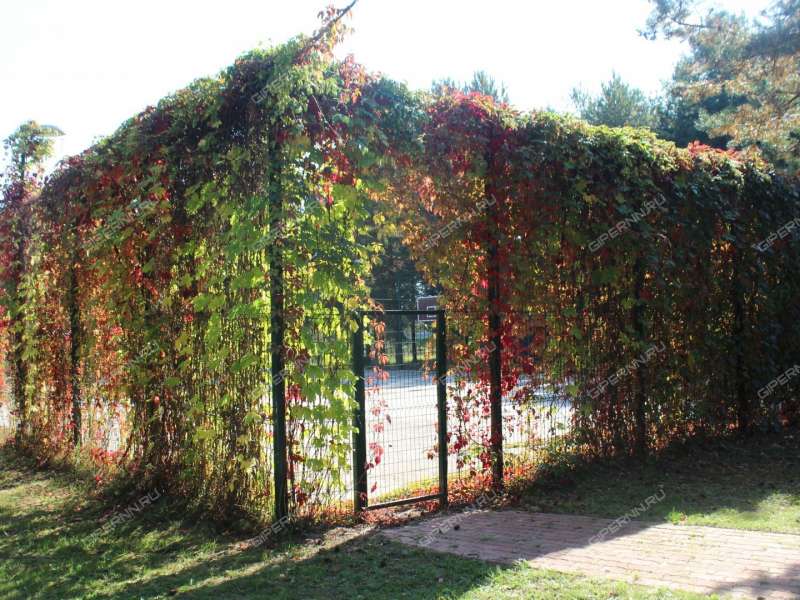 имущественный комплекс под недвижимость для отдыха, развлечений на  деревня Хмелевка