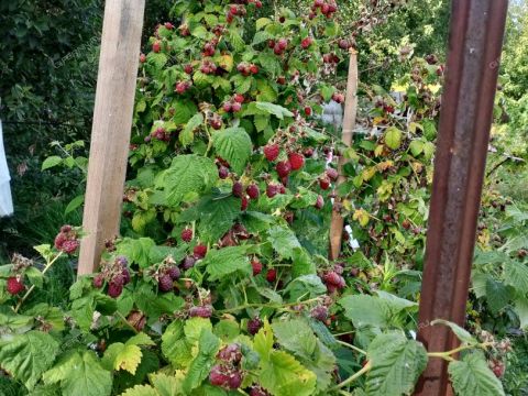 dom-pervomayskiy-balahninskiy-municipalnyy-okrug фото