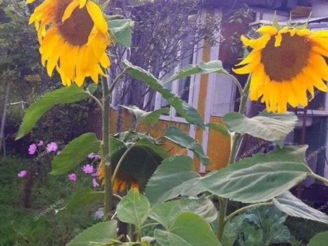 dacha-snt-n5-oao-gaz-snt-n-5 фото