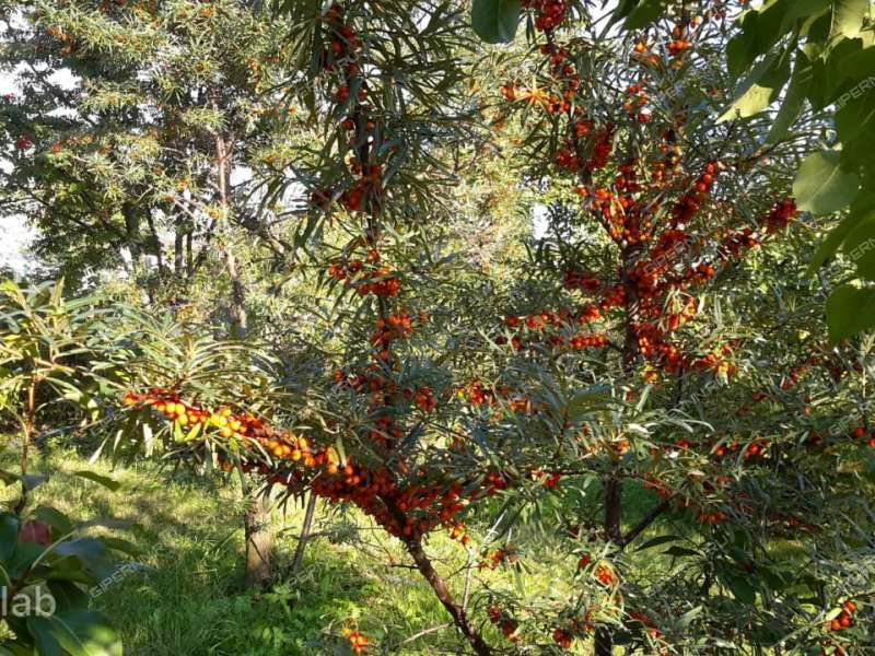 дом на Лесная ул. деревня Фроловское