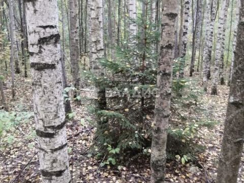 selskiy-poselok-bor-lyskovskiy-municipalnyy-okrug фото