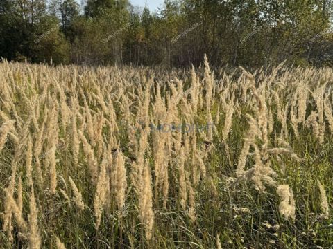 derevnya-karpovo-bogorodskiy-municipalnyy-okrug фото