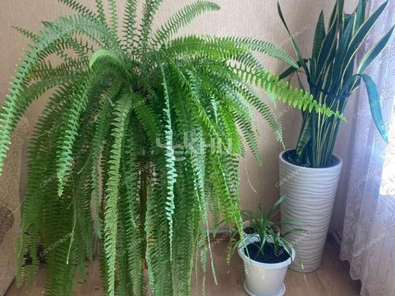 дом на Ново Луговая рабочий посёлок Большое Мурашкино