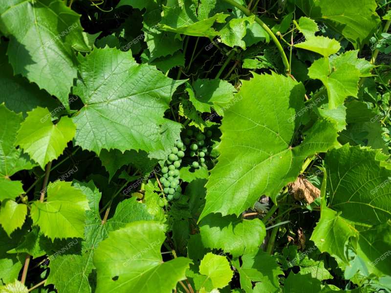 дом на  деревня Хрящи